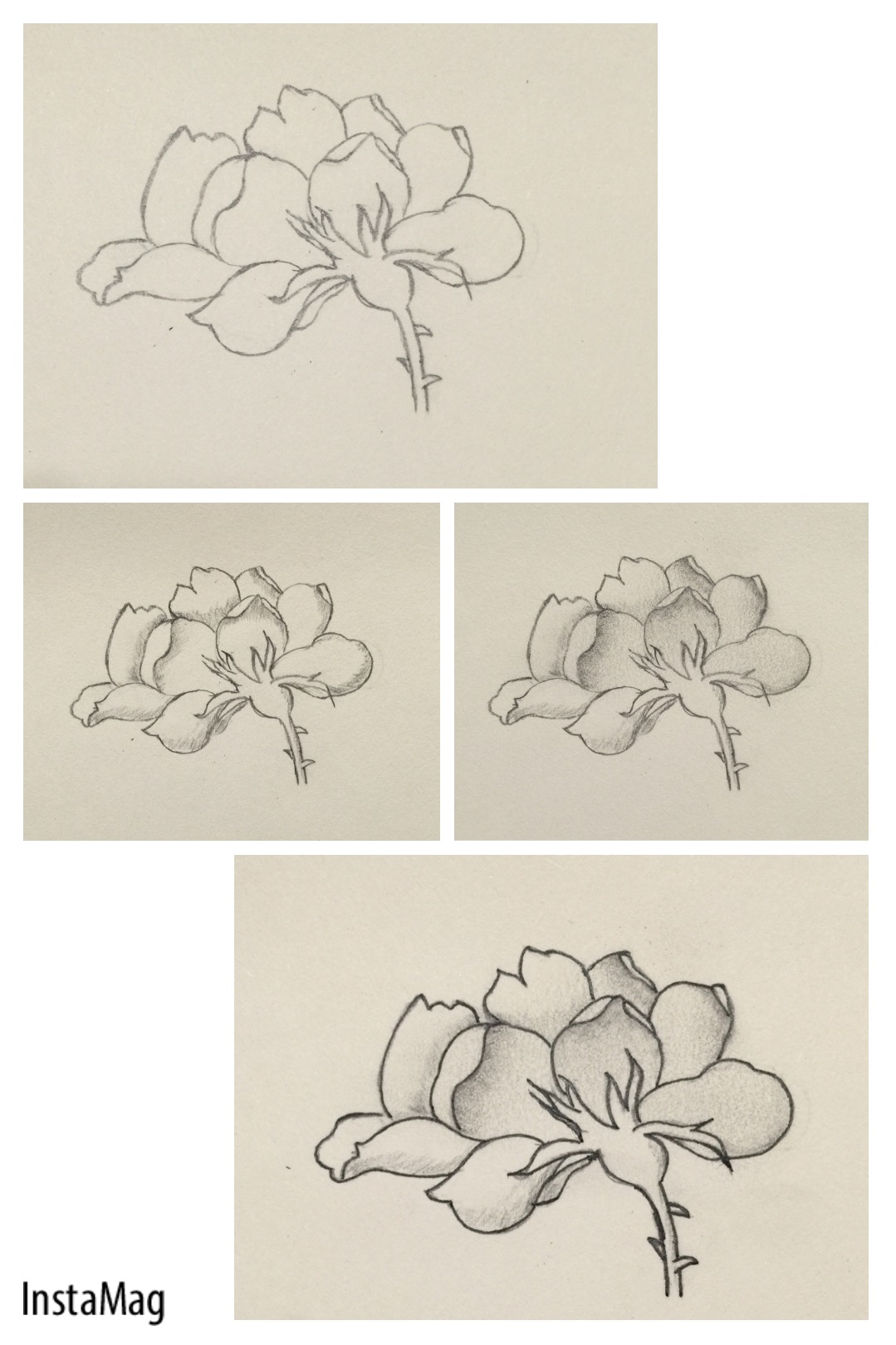 rose